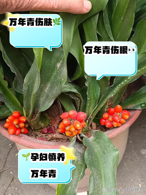 万年青怎么扦插，彩色万年青怎么扦插？-第3张图片-优品飞百科