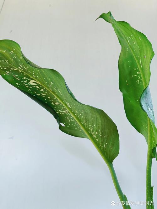 万年青怎么扦插，彩色万年青怎么扦插？-第4张图片-优品飞百科