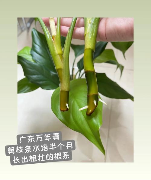 万年青怎么扦插，彩色万年青怎么扦插？-第6张图片-优品飞百科