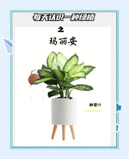 万年青怎么扦插，彩色万年青怎么扦插？-第7张图片-优品飞百科