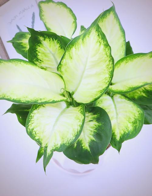 万年青怎么扦插，彩色万年青怎么扦插？-第8张图片-优品飞百科