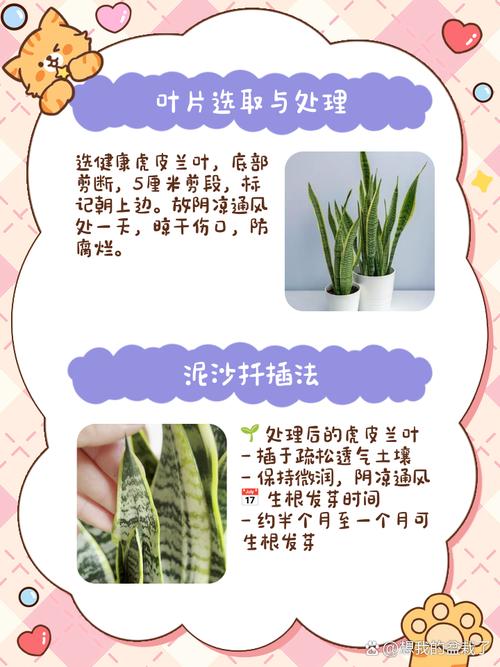 虎皮兰叶插繁殖方法，虎皮兰叶插繁殖方法视频？