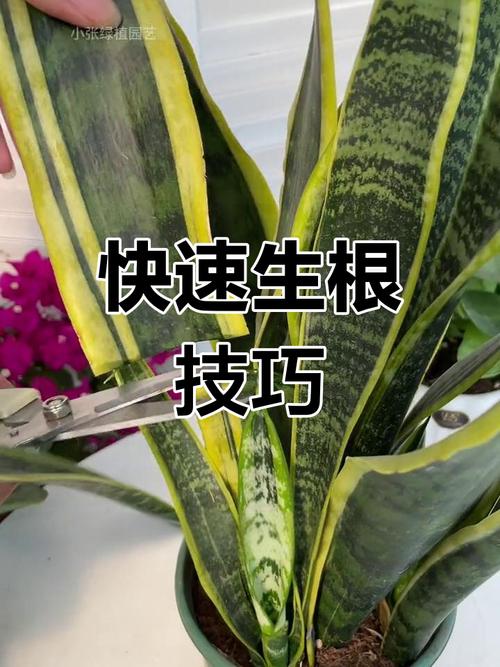 虎皮兰叶插繁殖方法，虎皮兰叶插繁殖方法视频？-第2张图片-优品飞百科