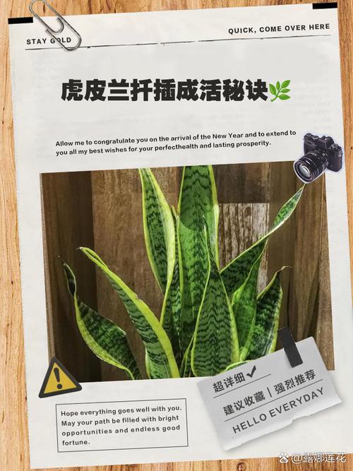 虎皮兰叶插繁殖方法，虎皮兰叶插繁殖方法视频？-第3张图片-优品飞百科