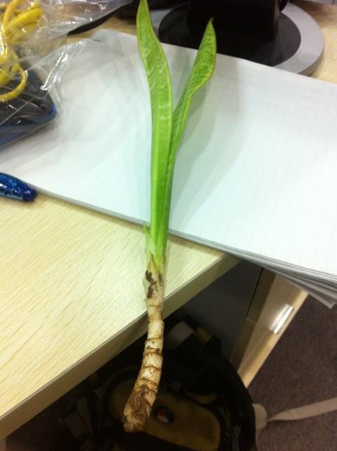 虎皮兰叶插繁殖方法，虎皮兰叶插繁殖方法视频？-第4张图片-优品飞百科