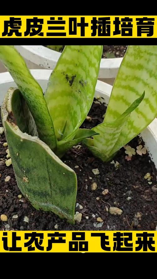 虎皮兰叶插繁殖方法，虎皮兰叶插繁殖方法视频？-第6张图片-优品飞百科