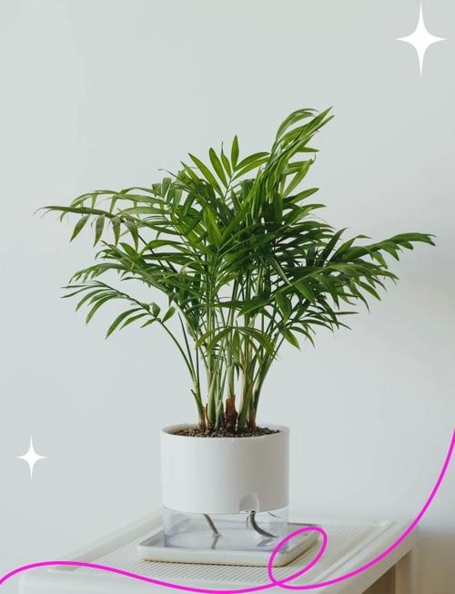 袖珍椰子多久浇一次水，袖珍椰子树怎么养才旺盛