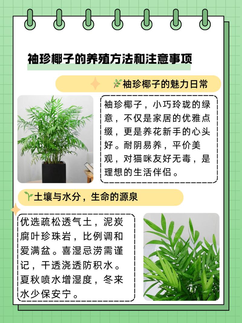 袖珍椰子多久浇一次水，袖珍椰子树怎么养才旺盛-第2张图片-优品飞百科