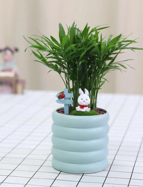 袖珍椰子多久浇一次水，袖珍椰子树怎么养才旺盛-第4张图片-优品飞百科