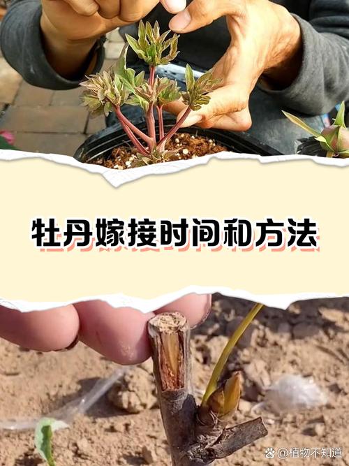 牡丹能扦插成活吗？牡丹扦插生根最快方法？