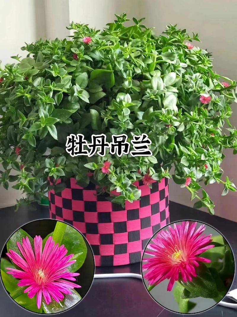 牡丹能扦插成活吗？牡丹扦插生根最快方法？-第4张图片-优品飞百科