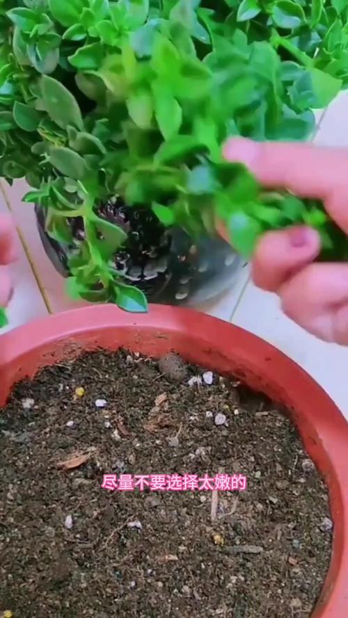 牡丹能扦插成活吗？牡丹扦插生根最快方法？-第5张图片-优品飞百科