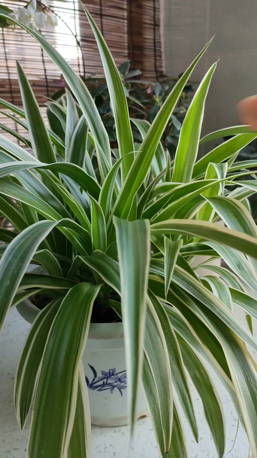 吊兰叶子全砍光，吊兰叶子剪光还能长吗