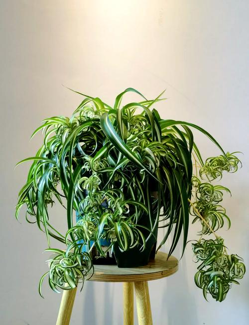 吊兰叶子全砍光，吊兰叶子剪光还能长吗-第2张图片-优品飞百科