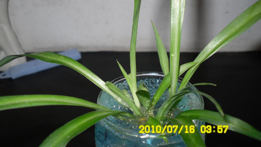 吊兰叶子全砍光，吊兰叶子剪光还能长吗-第4张图片-优品飞百科