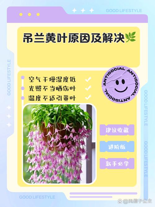 吊兰叶子全砍光，吊兰叶子剪光还能长吗-第5张图片-优品飞百科