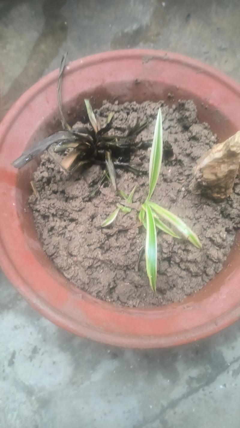 吊兰叶子全砍光，吊兰叶子剪光还能长吗-第6张图片-优品飞百科