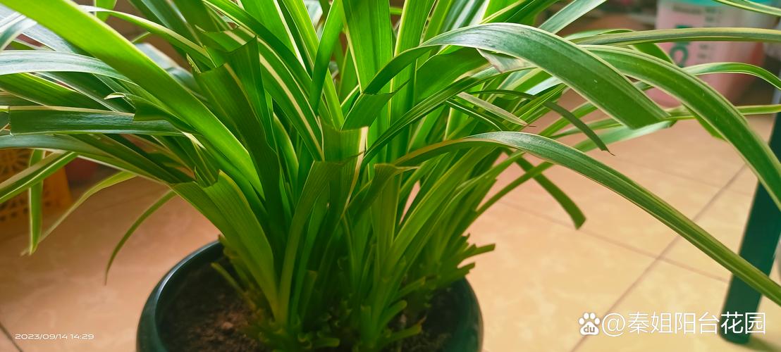 吊兰叶子全砍光，吊兰叶子剪光还能长吗-第7张图片-优品飞百科