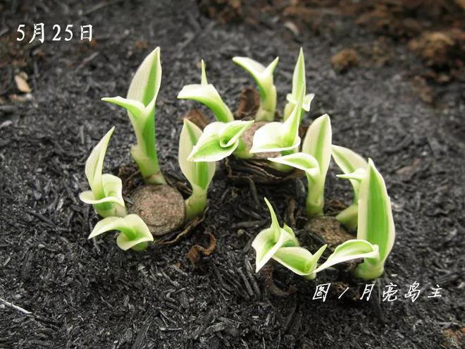 吊兰叶子全砍光，吊兰叶子剪光还能长吗-第8张图片-优品飞百科