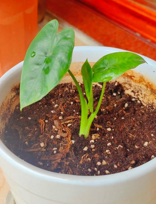 滴水观音秋天怎么养，滴水观音秋天多久浇一次水