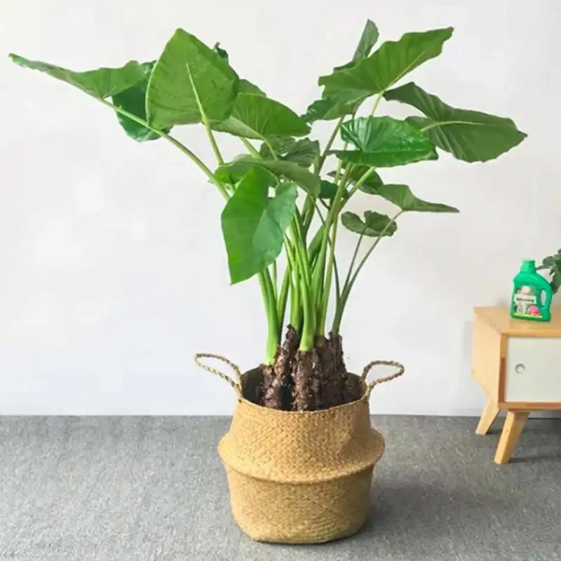 滴水观音秋天怎么养，滴水观音秋天多久浇一次水-第2张图片-优品飞百科