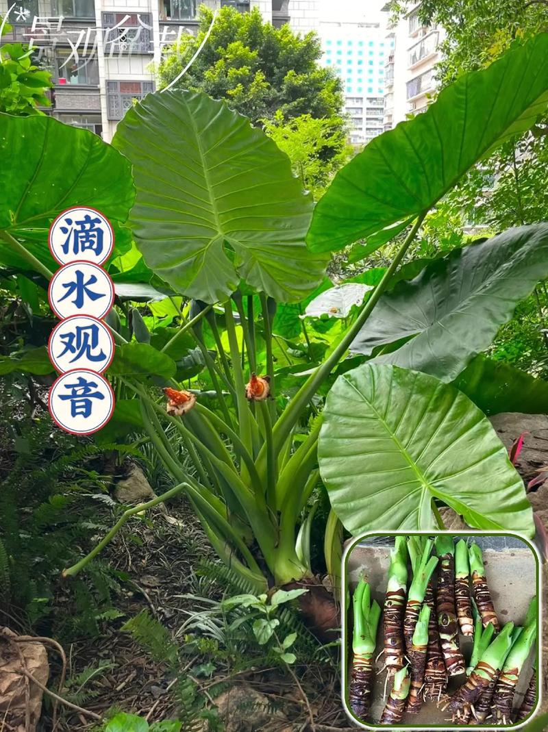 滴水观音秋天怎么养，滴水观音秋天多久浇一次水-第3张图片-优品飞百科