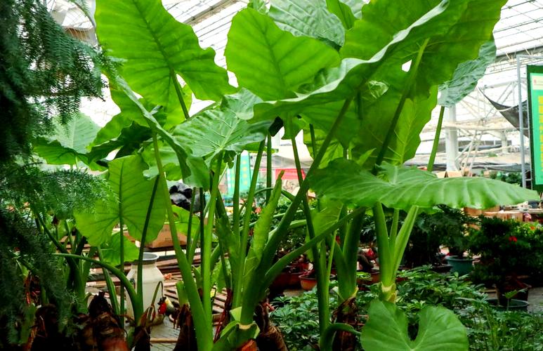 滴水观音秋天怎么养，滴水观音秋天多久浇一次水-第4张图片-优品飞百科