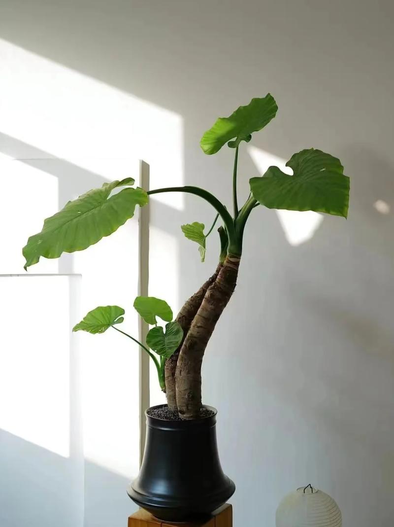 滴水观音秋天怎么养，滴水观音秋天多久浇一次水-第5张图片-优品飞百科