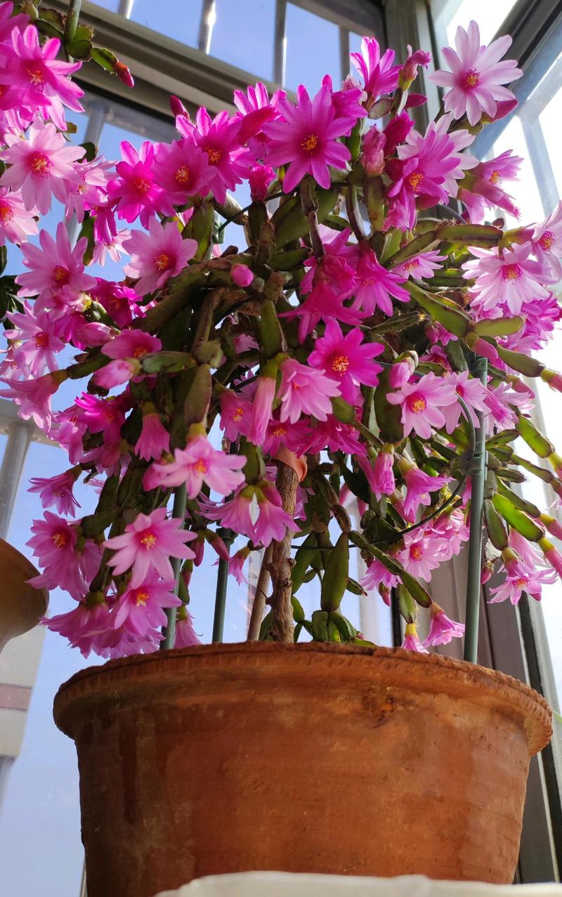 夏天落花之舞怎么养，落花之舞开花高清图片大全