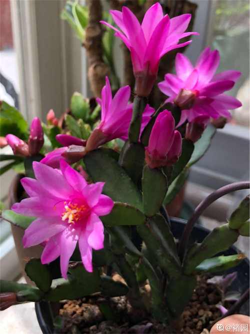 夏天落花之舞怎么养,落花之舞开花高清图片大全-第2张图片-优品飞百科 夏天落花之舞怎么养,落花之舞开花高清图片大全-第2张图片-优品飞百科