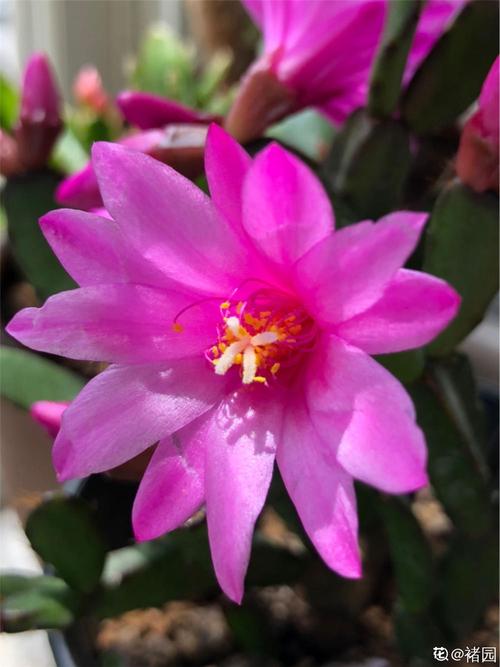 夏天落花之舞怎么养,落花之舞开花高清图片大全-第3张图片-优品飞百科 夏天落花之舞怎么养,落花之舞开花高清图片大全-第3张图片-优品飞百科