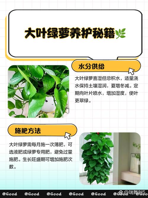 绿萝秋天怎么养,绿箩秋季养护-第2张图片-优品飞百科 绿萝秋天怎么养,绿箩秋季养护-第2张图片-优品飞百科