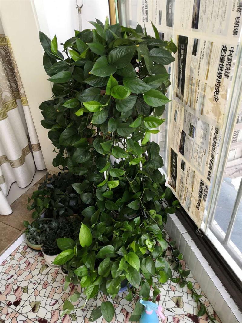 绿萝秋天怎么养,绿箩秋季养护-第4张图片-优品飞百科 绿萝秋天怎么养,绿箩秋季养护-第4张图片-优品飞百科