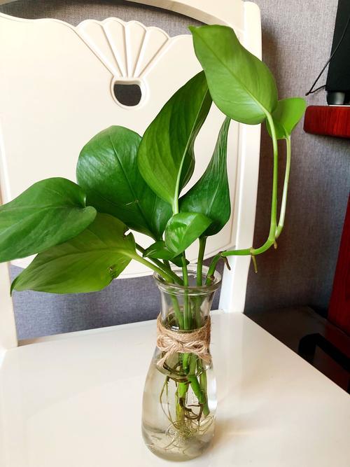 绿萝秋天怎么养,绿箩秋季养护-第5张图片-优品飞百科 绿萝秋天怎么养,绿箩秋季养护-第5张图片-优品飞百科