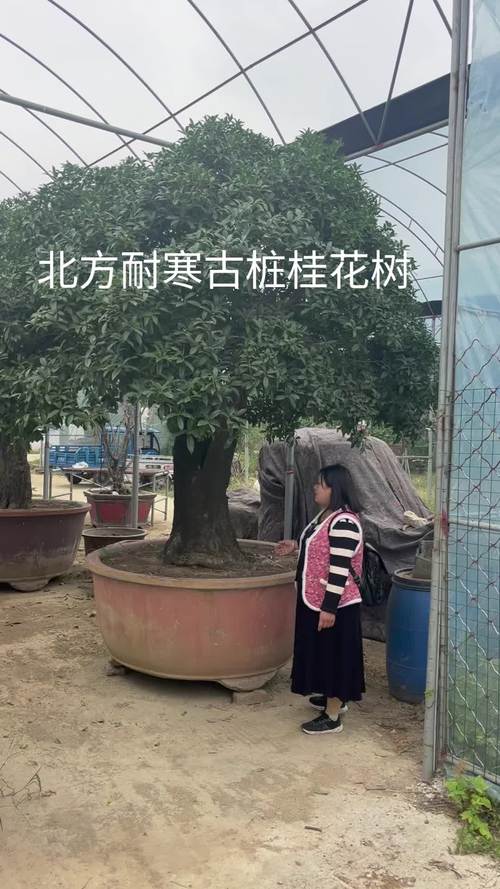 桂花要用什么砧木嫁接，桂花一般用什么嫁接？