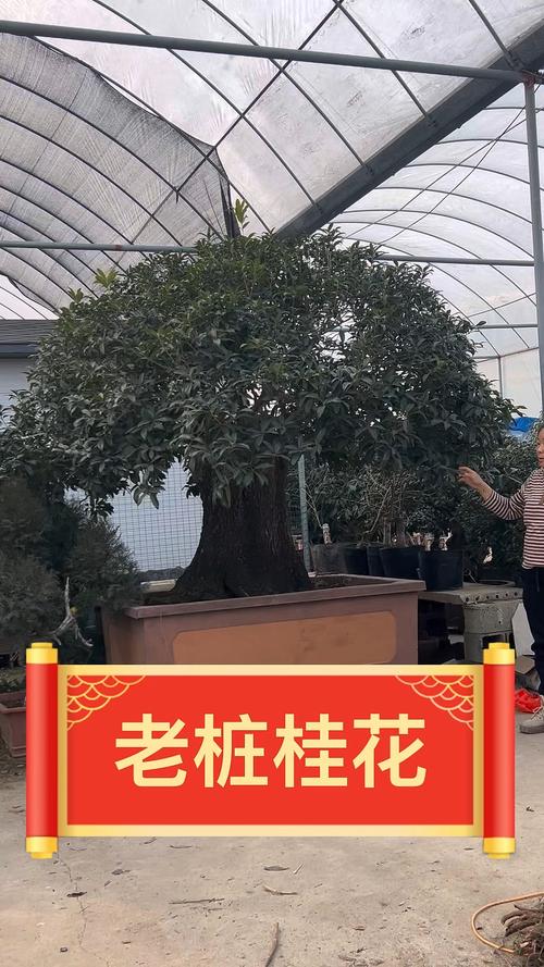 桂花要用什么砧木嫁接,桂花一般用什么嫁接?-第3张图片-优品飞百科 桂花要用什么砧木嫁接,桂花一般用什么嫁接?-第3张图片-优品飞百科