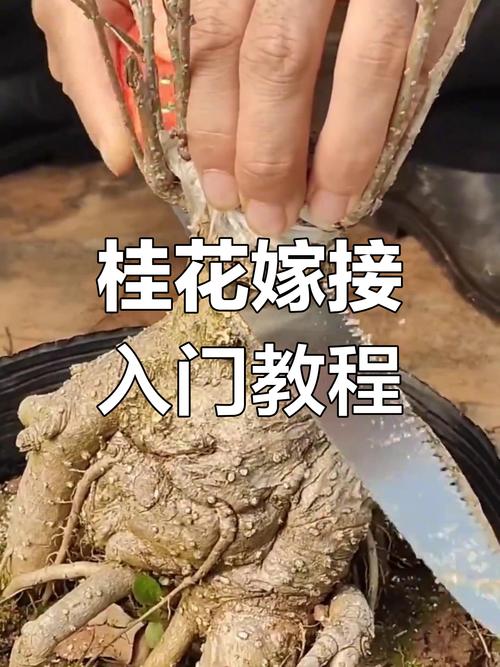 桂花要用什么砧木嫁接,桂花一般用什么嫁接?-第4张图片-优品飞百科 桂花要用什么砧木嫁接,桂花一般用什么嫁接?-第4张图片-优品飞百科