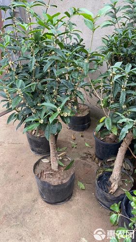 桂花要用什么砧木嫁接,桂花一般用什么嫁接?-第6张图片-优品飞百科 桂花要用什么砧木嫁接,桂花一般用什么嫁接?-第6张图片-优品飞百科