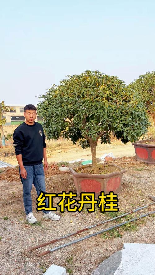 桂花要用什么砧木嫁接,桂花一般用什么嫁接?-第5张图片-优品飞百科 桂花要用什么砧木嫁接,桂花一般用什么嫁接?-第5张图片-优品飞百科