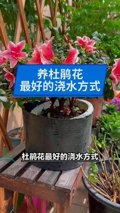 杜鹃对水分的要求？杜鹃对水分的要求是什么？-第3张图片-优品飞百科