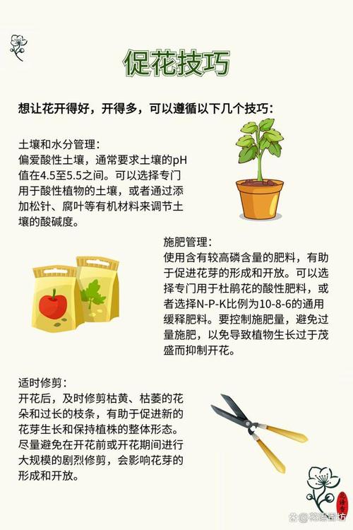 杜鹃对水分的要求？杜鹃对水分的要求是什么？-第4张图片-优品飞百科