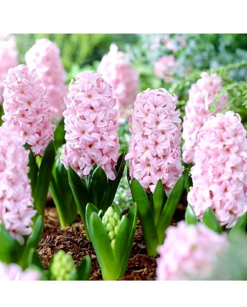 风信子花谢了怎么处理，风信子花怎么养