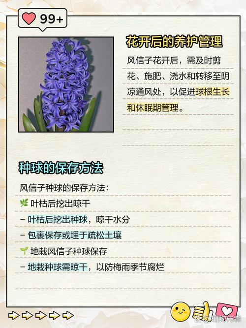 风信子花谢了怎么处理，风信子花怎么养-第2张图片-优品飞百科