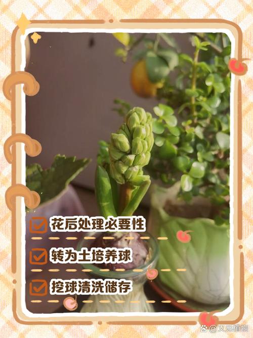 风信子花谢了怎么处理，风信子花怎么养-第3张图片-优品飞百科