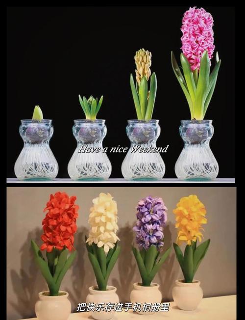 风信子花谢了怎么处理，风信子花怎么养-第4张图片-优品飞百科