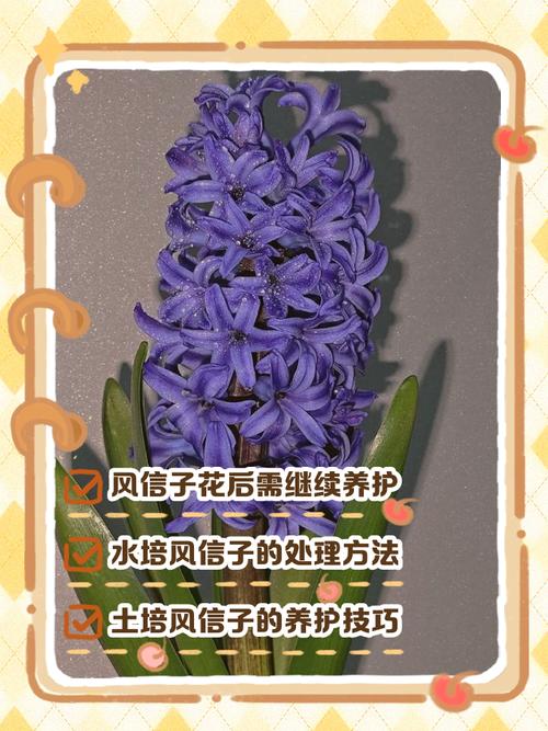 风信子花谢了怎么处理，风信子花怎么养-第5张图片-优品飞百科