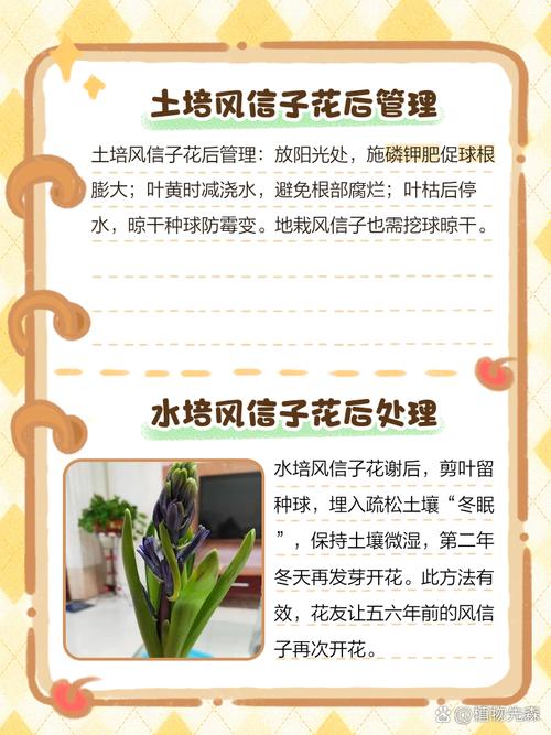 风信子花谢了怎么处理，风信子花怎么养-第6张图片-优品飞百科