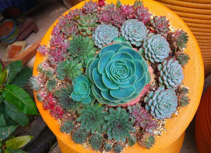 红百合的养殖方法？红百合的养殖方法视频？-第2张图片-优品飞百科