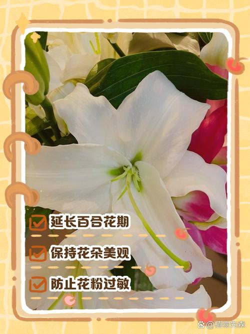 红百合的养殖方法？红百合的养殖方法视频？-第4张图片-优品飞百科