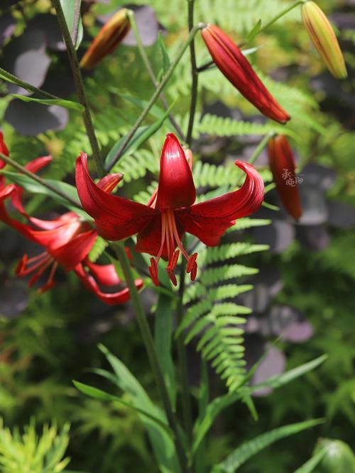 红百合的养殖方法？红百合的养殖方法视频？-第5张图片-优品飞百科